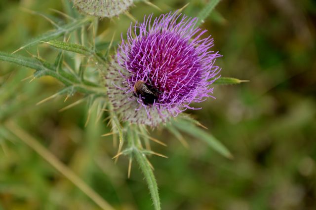 Cirsium tenoreanum ?